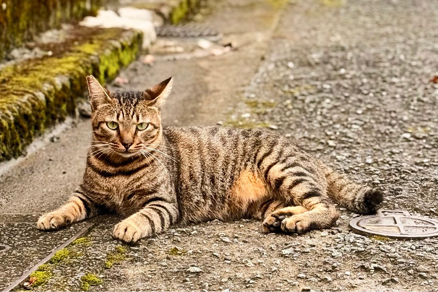 カテゴリイメージ