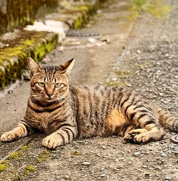 カテゴリアイキャッチ