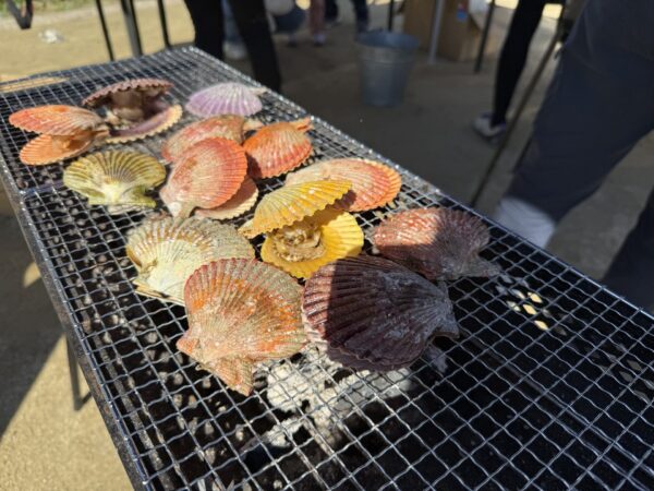  緋扇貝（ひおうぎがい）