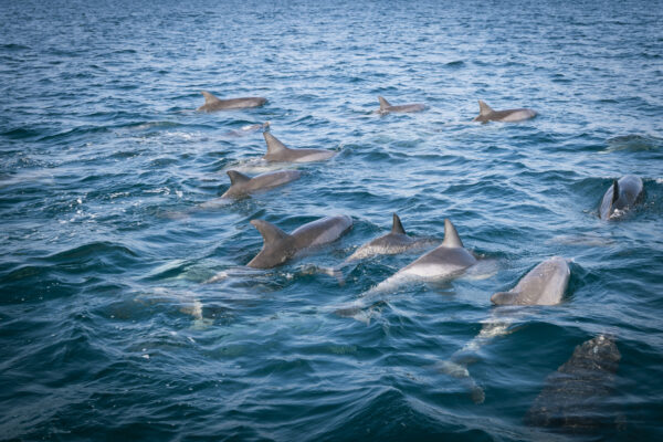 五和町のイルカウォッチング