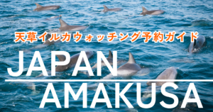 【2026年最新版】天草イルカウォッチング予約ガイド｜出会える確率90％超！予約方法・料金・ベスト時期