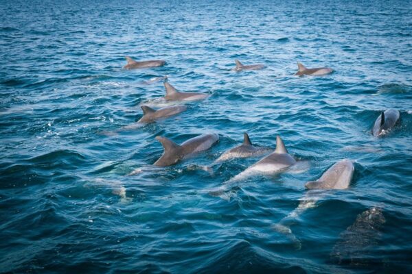 天草ミナミバンドウイルカ