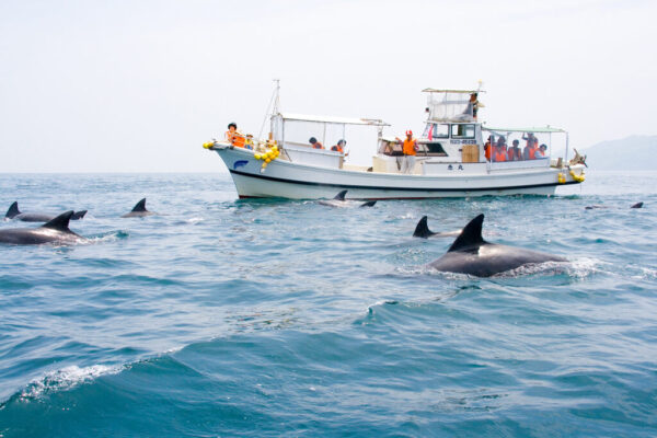 イルカパルセンター恵丸