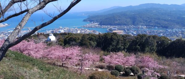 天草桜スポットコース