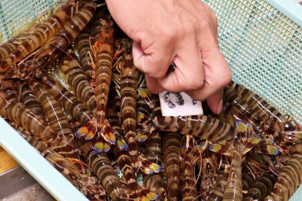 えびの女王、 活車海老